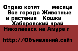 Отдаю котят. 1,5 месяца - Все города Животные и растения » Кошки   . Хабаровский край,Николаевск-на-Амуре г.